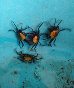 Alternative view of Yellow Half Black