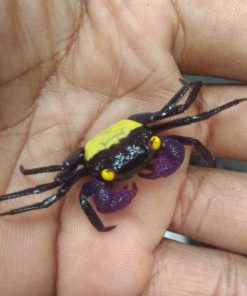 Yellow Vampire Crab