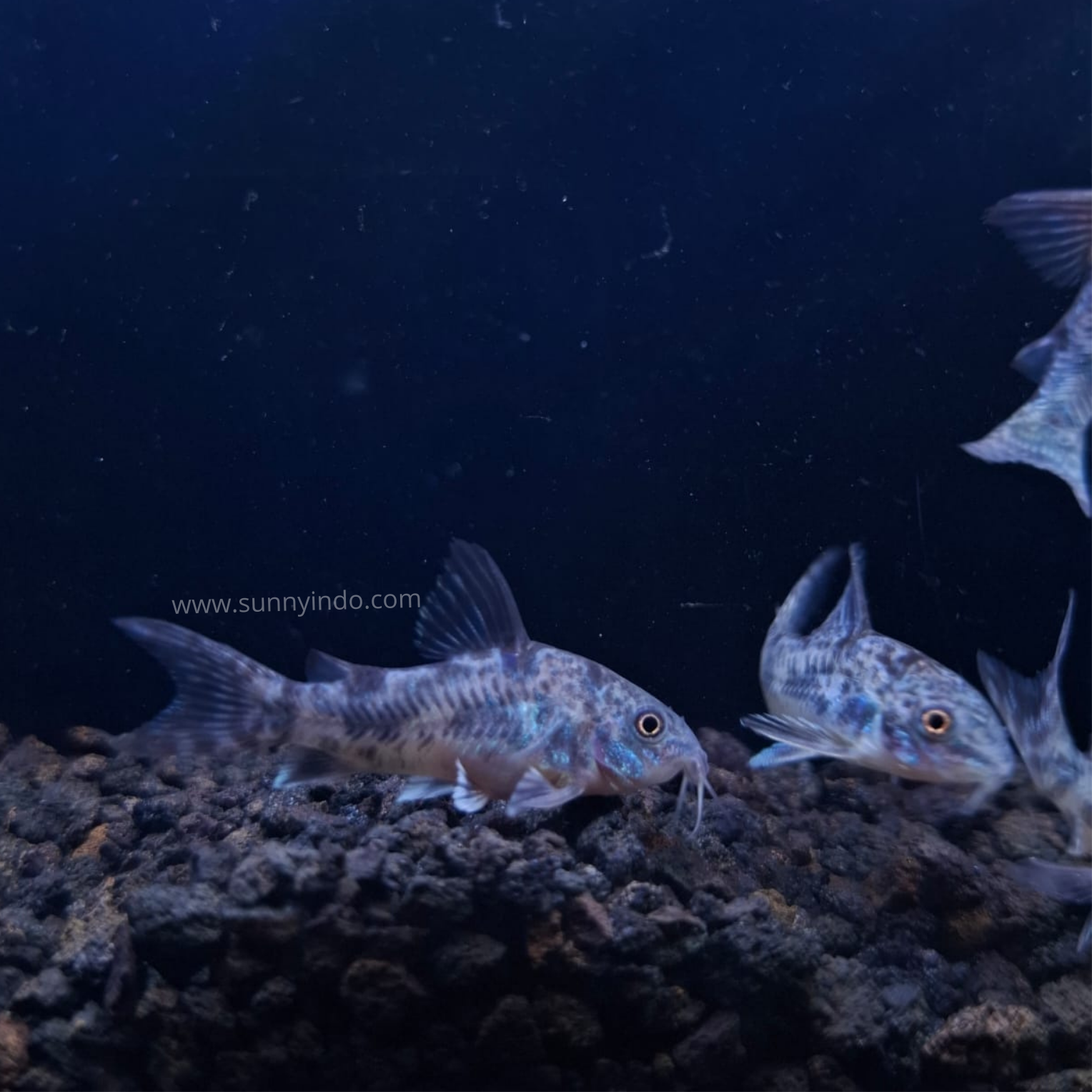 Peppered Corydoras