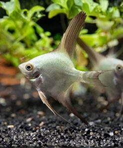 Bulgarian Green Seal Point Angelfish