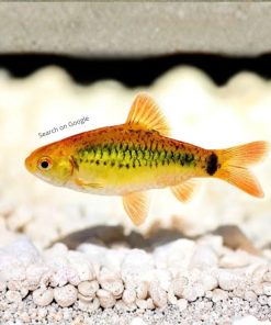Golden Barb