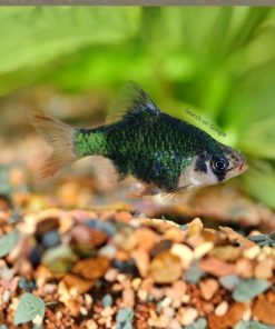 Green Tiger Barb