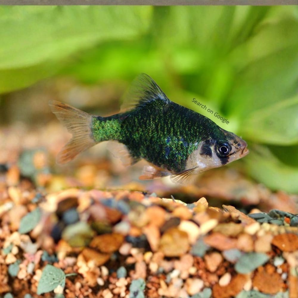 Green Tiger Barb