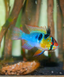 Holland Blue Ram