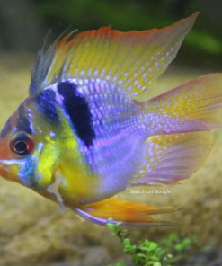 Holland Blue Ram Balloon