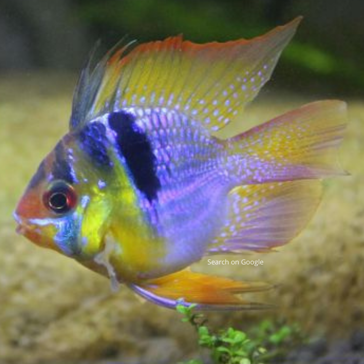 Holland Blue Ram Balloon