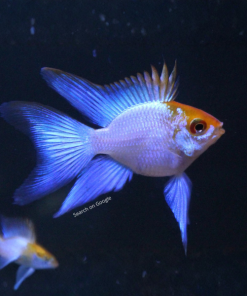 Electric Blue Ram Balloon