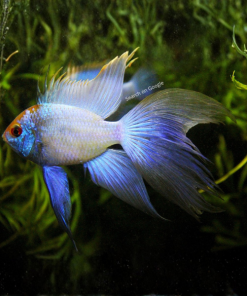 Electric Blue Ram Veiltail