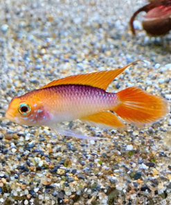 Agassizi's dwarf cichild - Super red