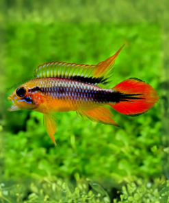 Agassizi's Dwarf Cichild - Double Red
