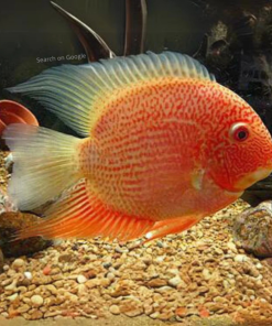 Red Spot Severum Cichlid