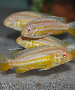 Albino Auratus Cichlid