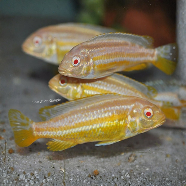 Albino Auratus Cichlid