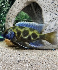 Giraffe / Venustus Cichild