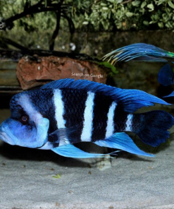 Blue Zaire Frontosa