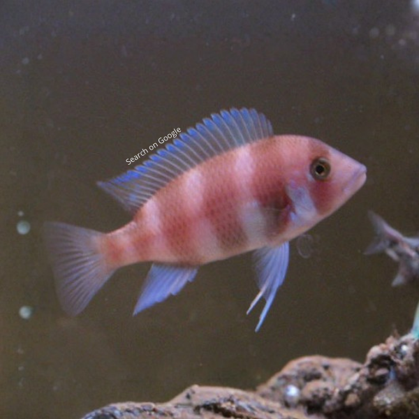 Red Frontosa