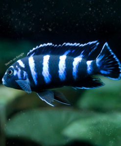 Demasoni Cichlid