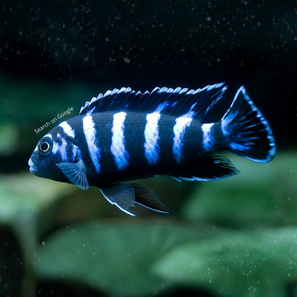 Demasoni Cichlid