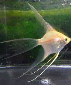 Golden Angel-Veiltail