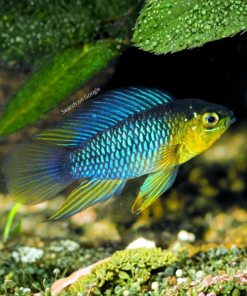 Borelli Dwarf Cichlid