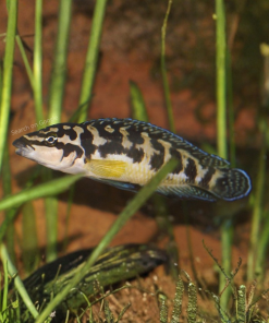 Masked Julie Cichlid