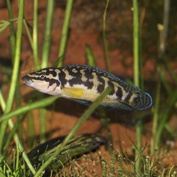 Masked Julie Cichlid