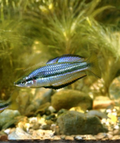 Dark Australian Rainbow