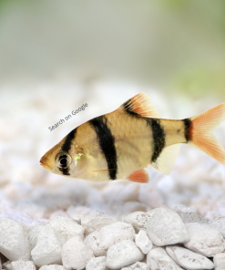Tiger Barb