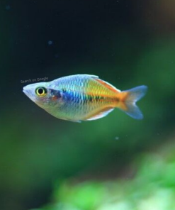 Balloon Boesemani's Rainbow