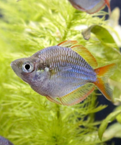 Neon Dwarf Rainbow Balloon