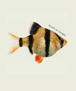 Tiger Barb - Balloon