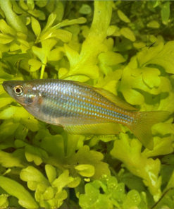 Redtail Banded Rainbow