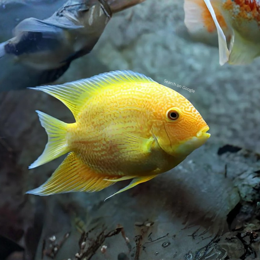 Gold Severum Cichlid