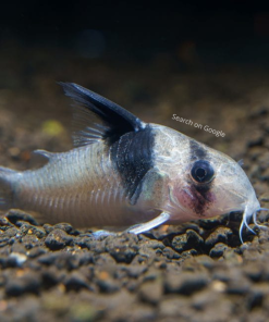 Panda Corydoras