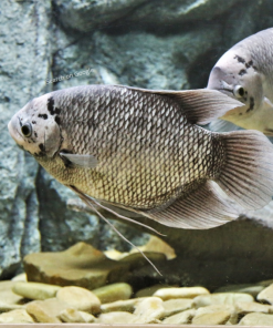 Giant Gourami