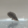 Spotted Gourami/Leopard Ctenopoma