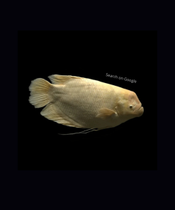 Golden Giant Gourami
