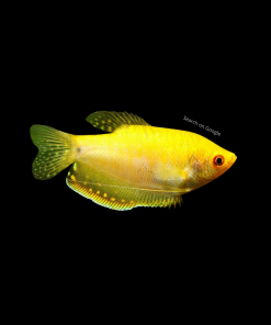 Gold Gourami