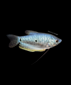 Blue Gourami