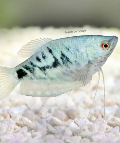 Opaline Gourami/Marble Gourami