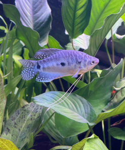 3 Spot Gourami