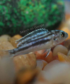 Electric Blue Johanni Cichlid