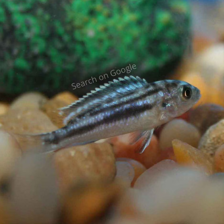 Electric Blue Johanni Cichlid