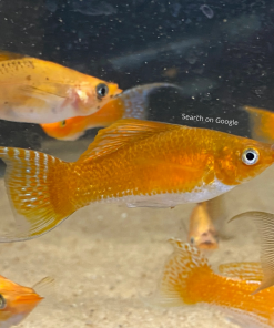 Lyretail Assorted  Molly