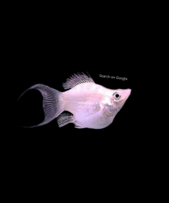 Silver Balloon Molly