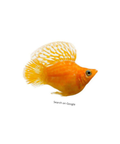 Assorted Balloon Molly