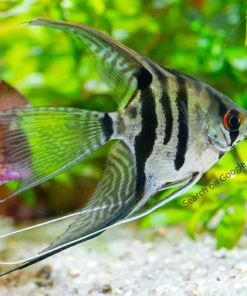 Assorted Angel - Veiltail