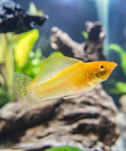 Assorted Sailfin Molly (In Pair)