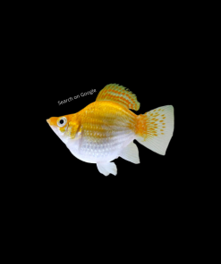 Golden Balloon Molly