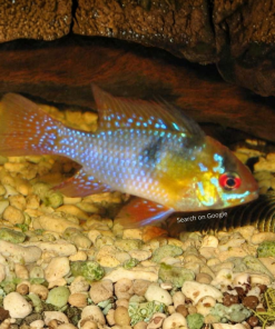 Ramirezi Dwarf Cichlid